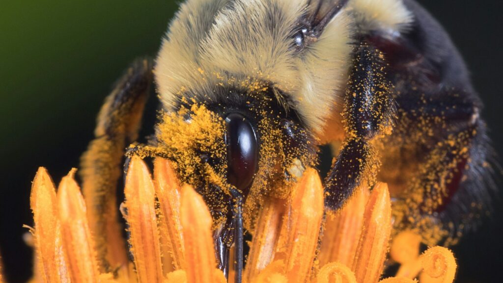 Carpenter bee perched on orange flower