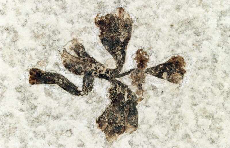 Lindgren flower fossil 