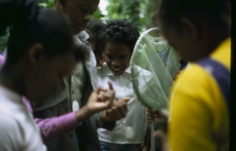 Students looking at insects