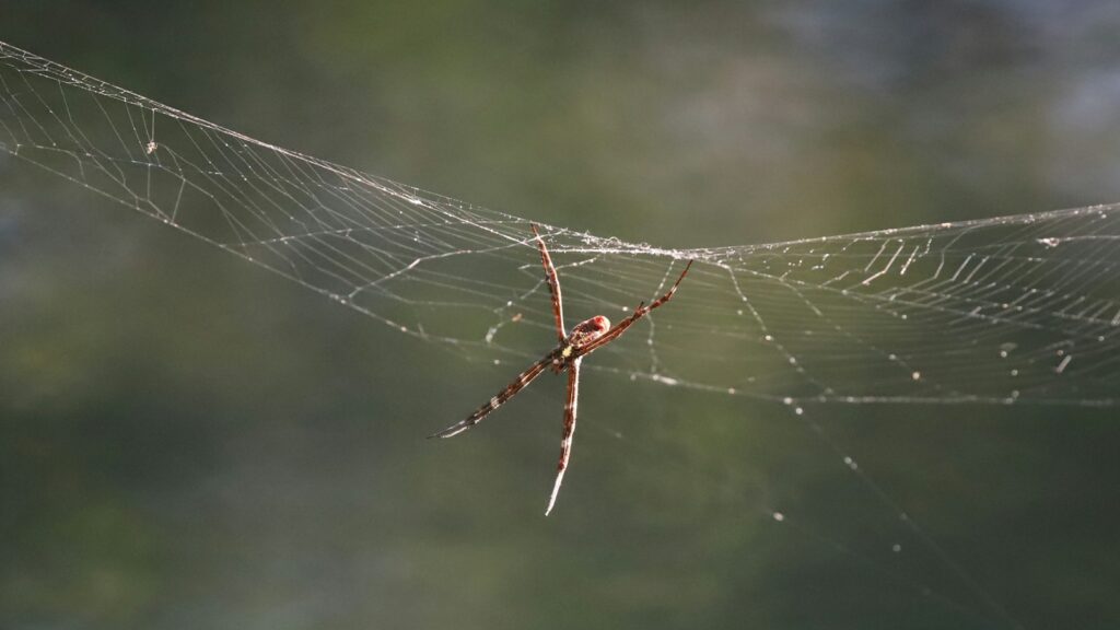 a spider sits on its web in the middle of a forest