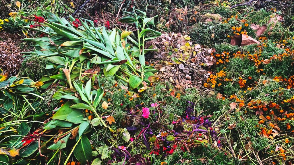 green and yellow plant on ground