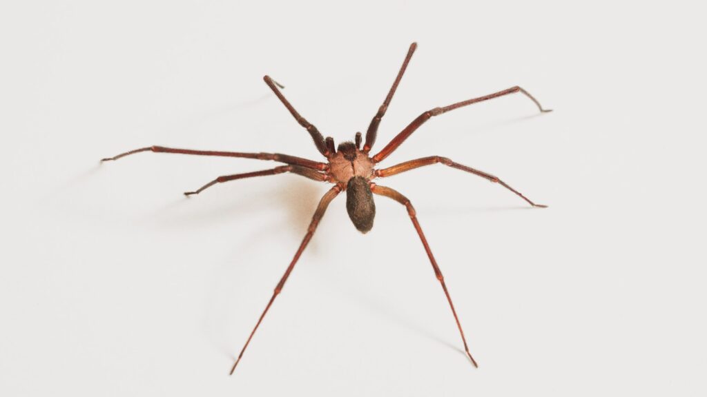 brown spider on white surface
