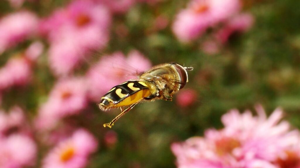selective focus photo of black and yellow insect
