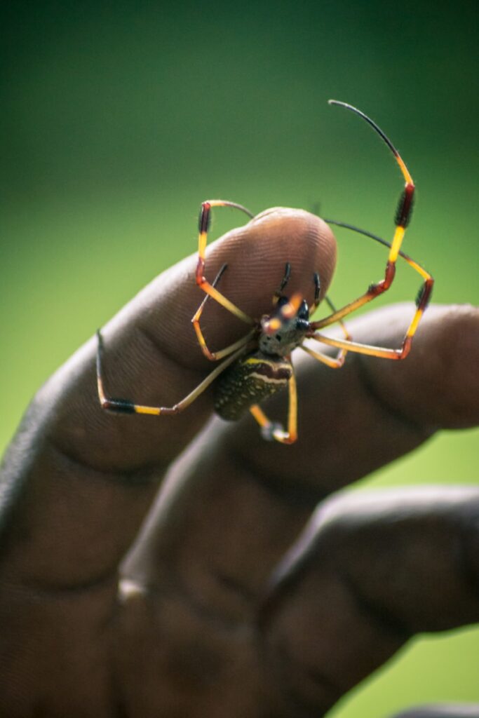 yellow and black spider hugging a human finger