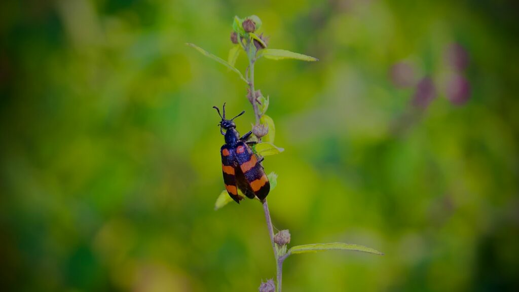 a bug on a plant
