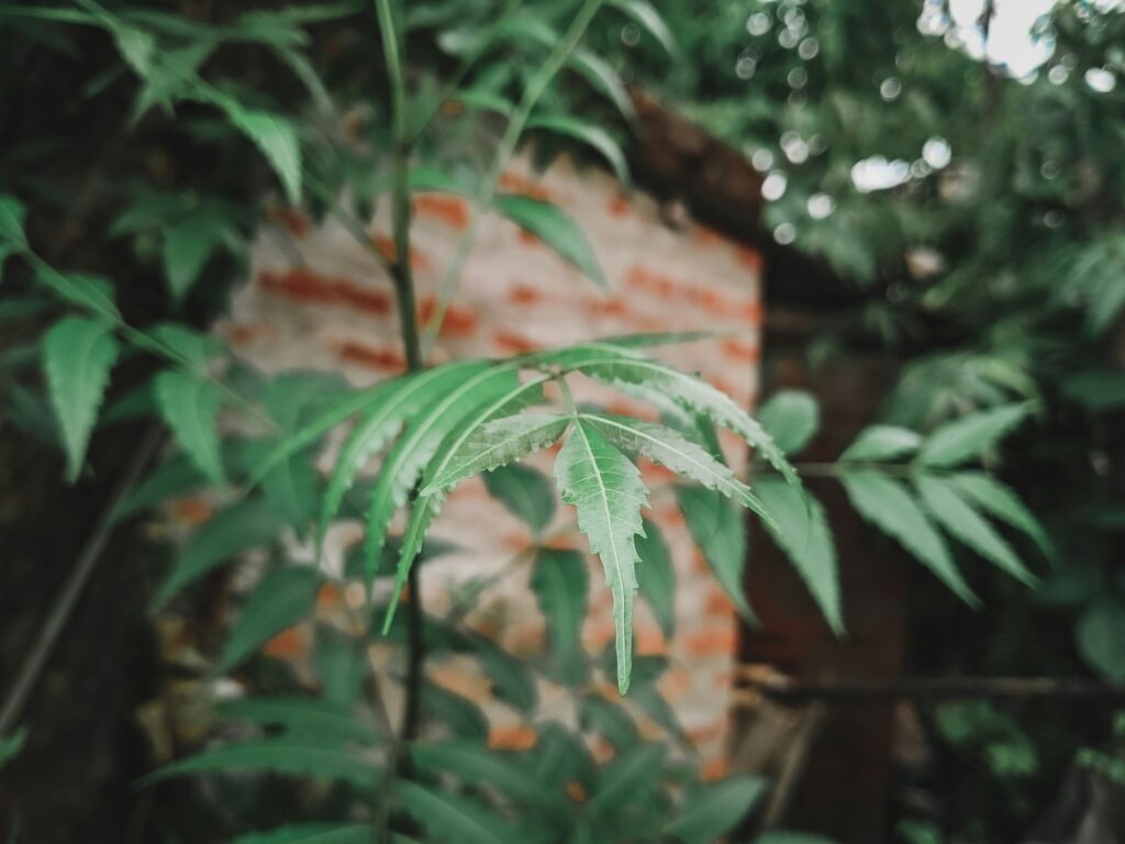 A green plant in front of a brick wall