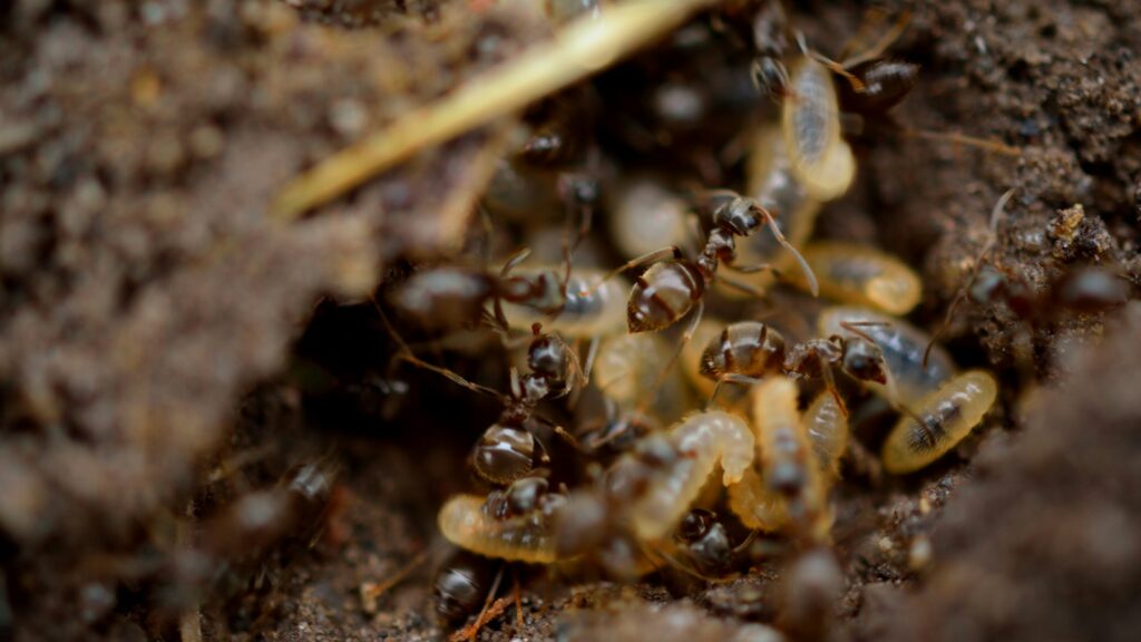 black and brown ant on brown soil