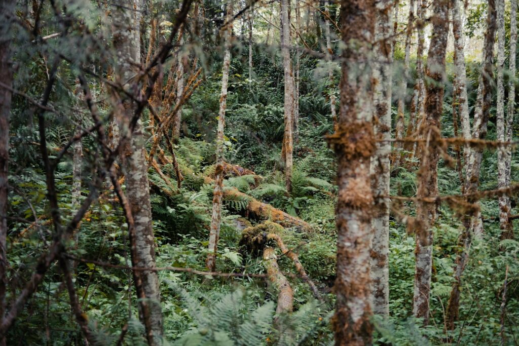 Green and brown trees during daytime