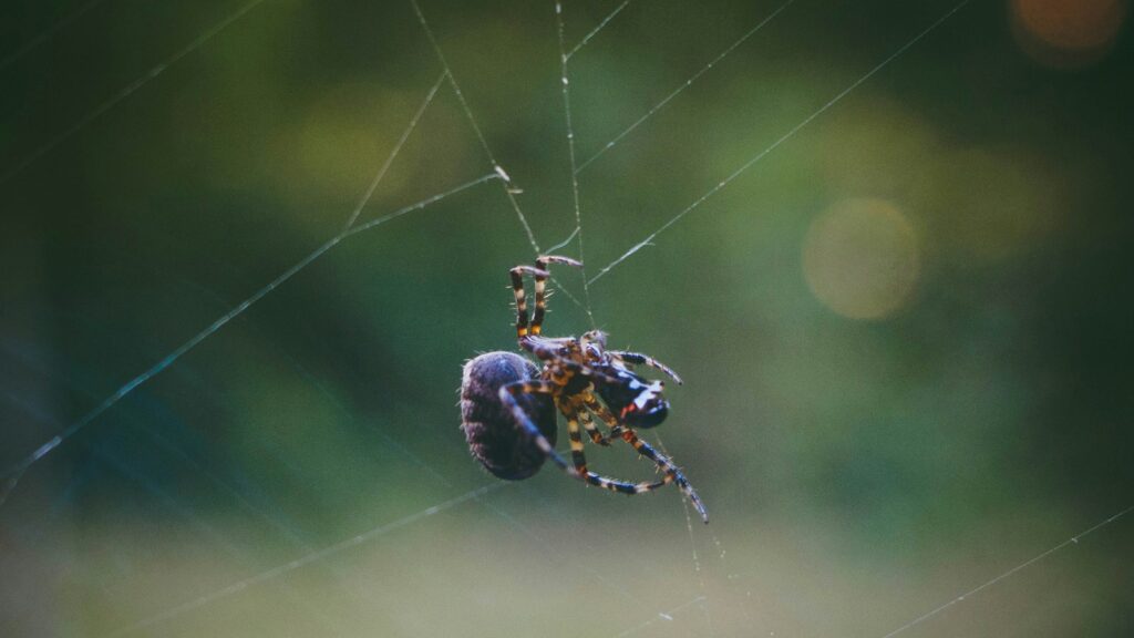 brown spider on web in close up photography during daytime