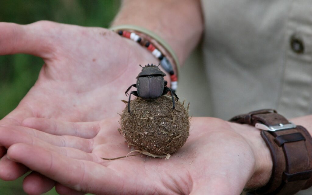A person holding a ball of dung with a horned dung beetle on top.