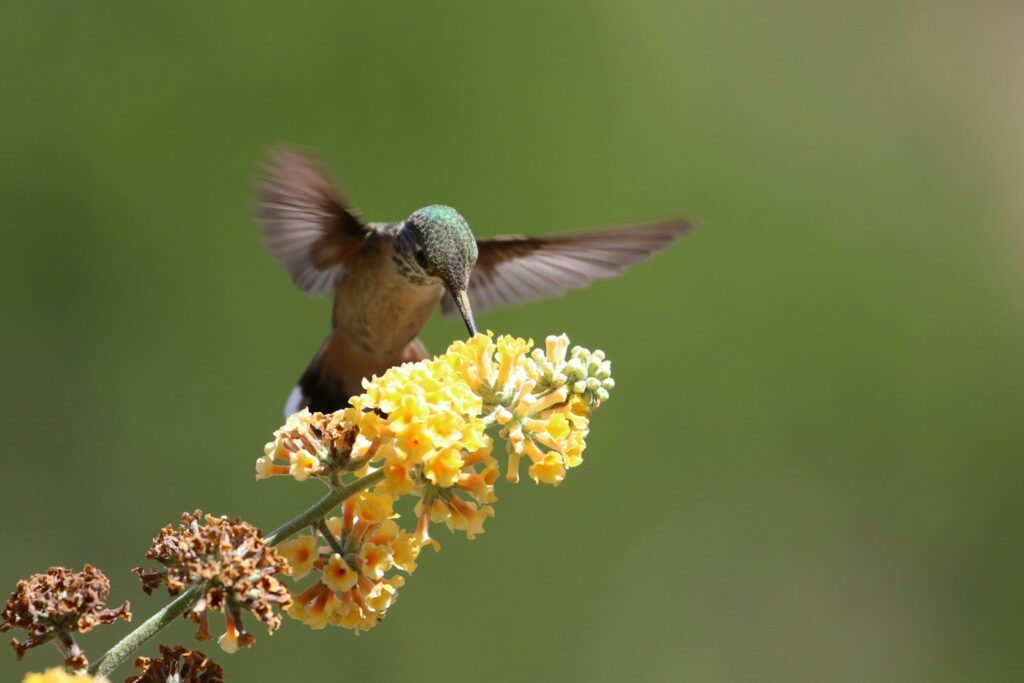 Gray and brown hummingbird perching on yellow petaled flower