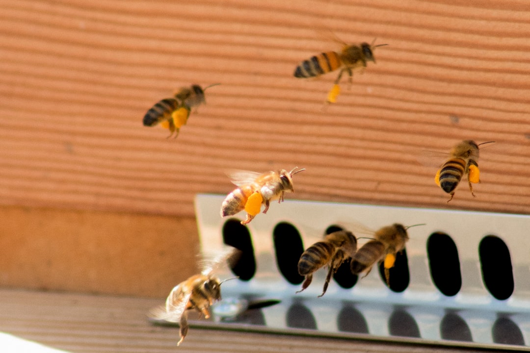 The Honeybee Highway System (image credits: unsplash)