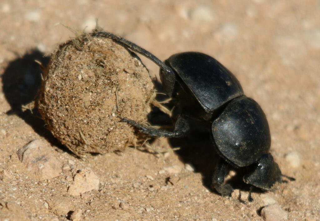 A close up of a beetle on the ground