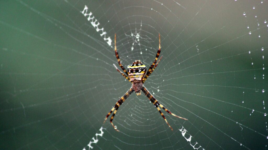 brown and black spider on spider web in close up photography during daytime