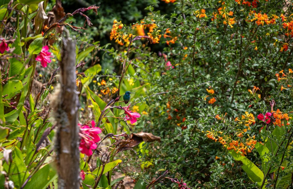 A forest filled with lots of colorful flowers