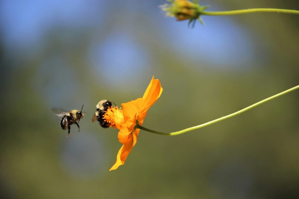 Two bees on a flower with a blurry background
