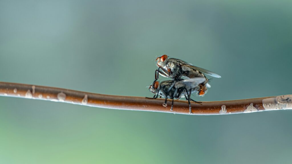 a couple of flies sitting on top of a wooden stick