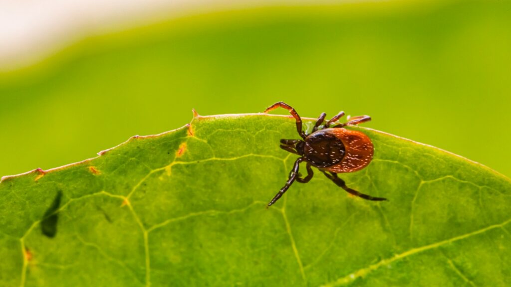 brown spider on green leaf