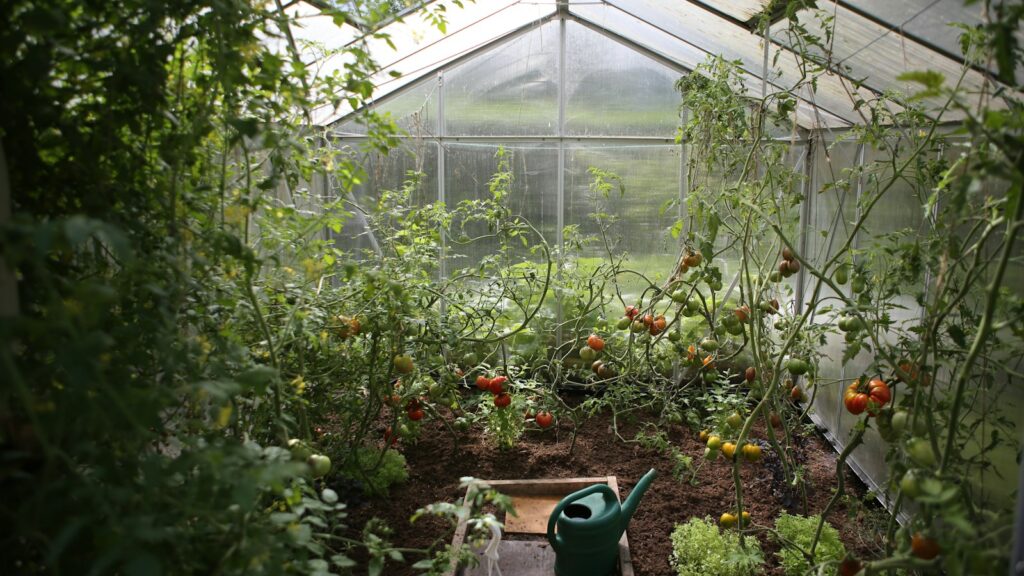 green watering can in green house