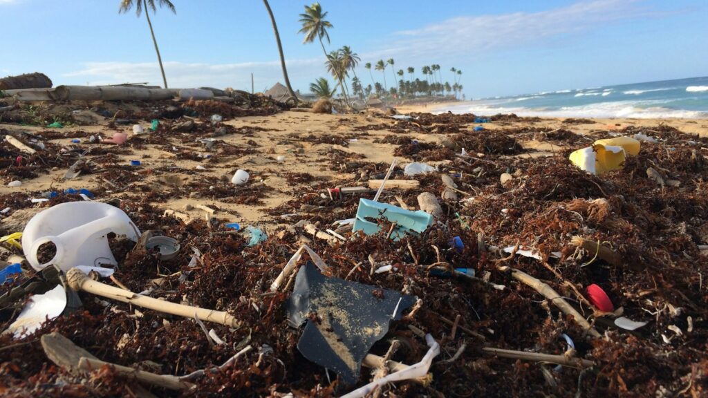 photo of coconut tree near seashore