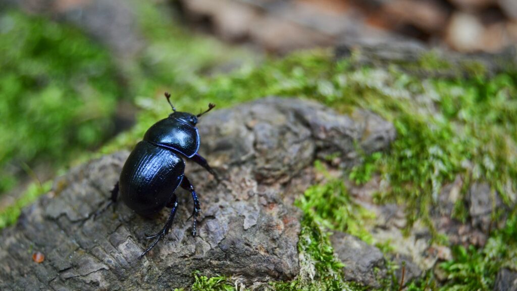 black june beetle on gray stone close-up photography
