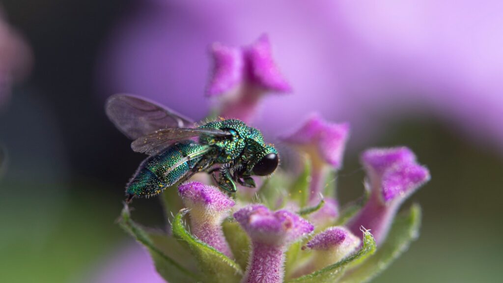 a green fly sitting on top of a purple flower