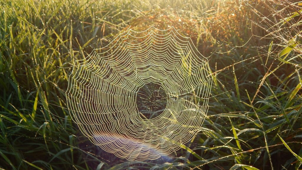 a spider web in the middle of a grassy field