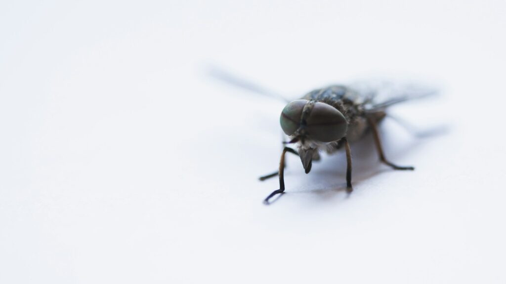 black horse-fly close-up photography