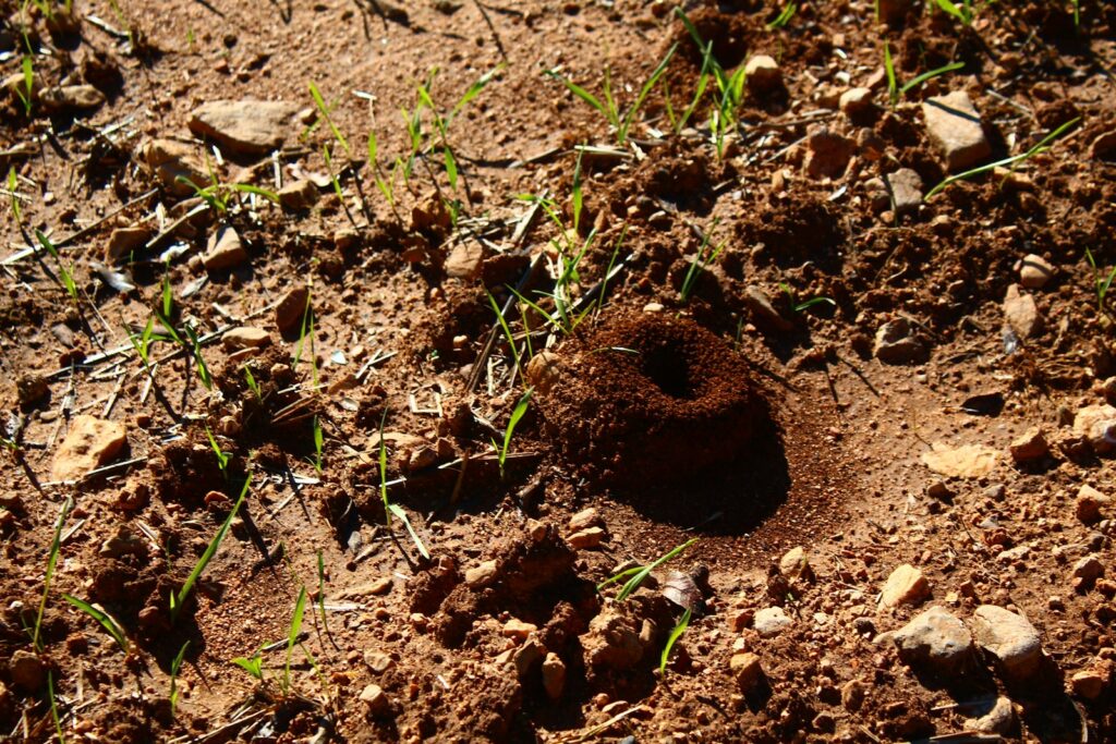 A small ant hill on the ground with grass growing around it