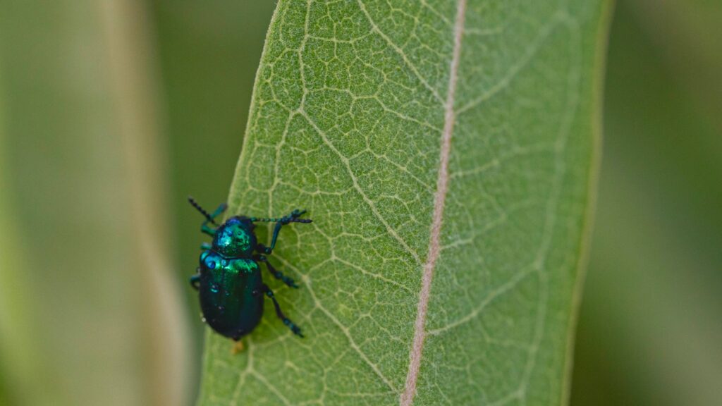 A blue bug sitting on a green leaf