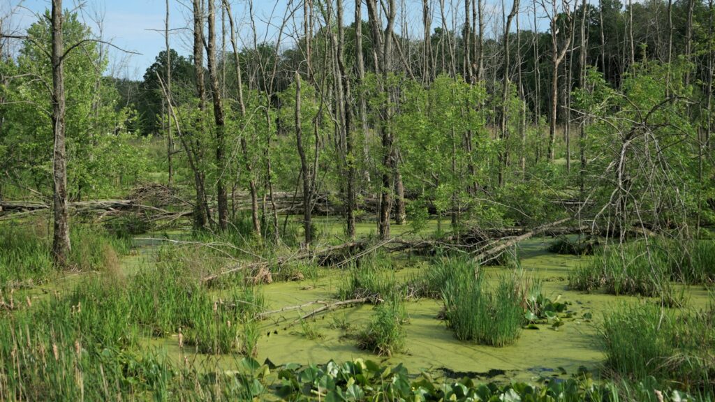 a swamp filled with lots of green plants and trees