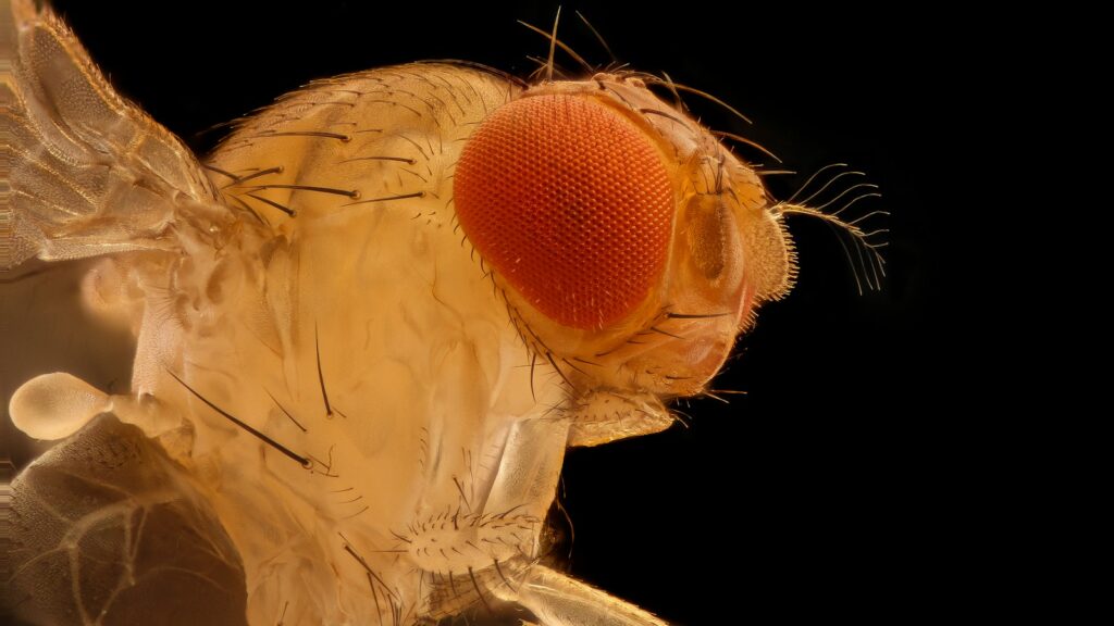 brown and black fly on white flower