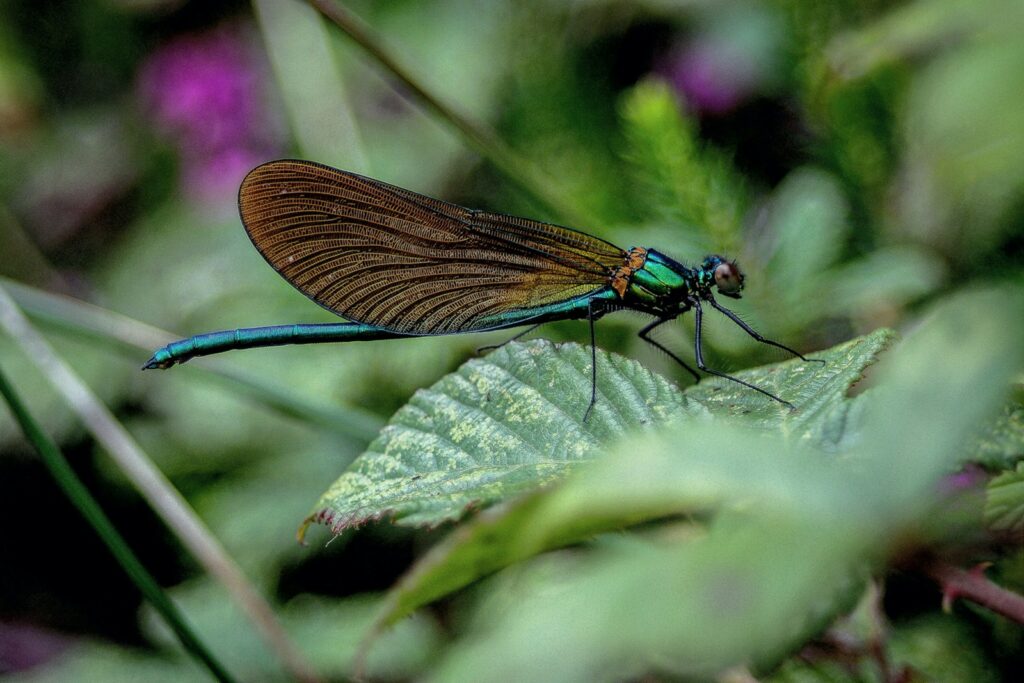 a blue and brown damselfly sitting on a green leaf