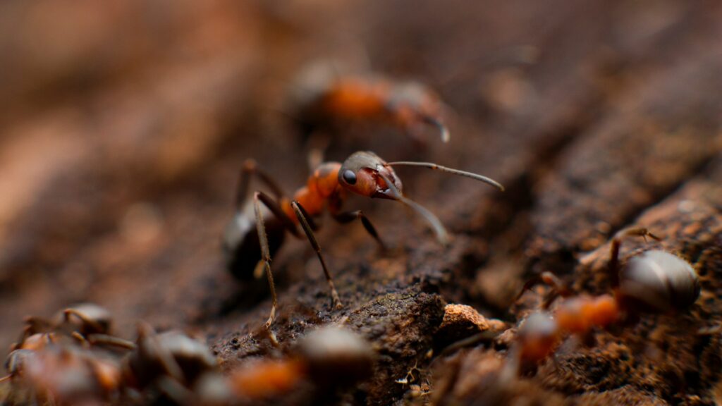 colony of fire ant