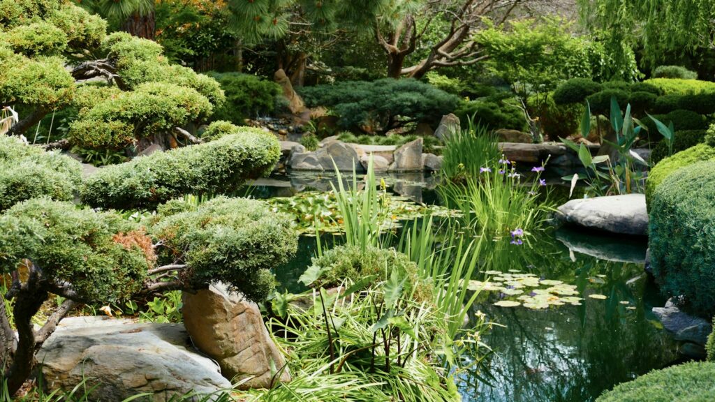 A garden with a pond, rocks and trees