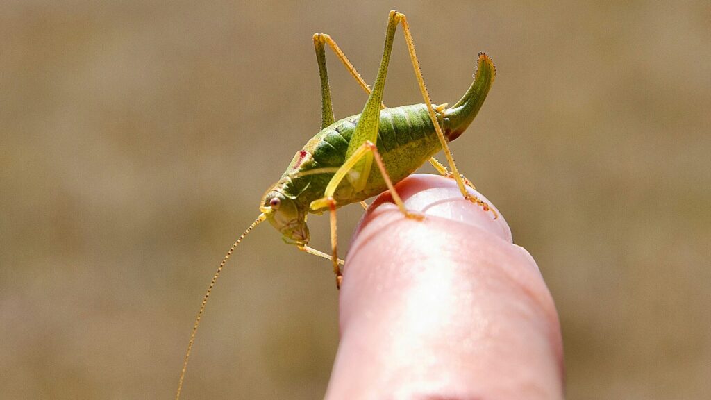 a close up of a person holding a grasshopper