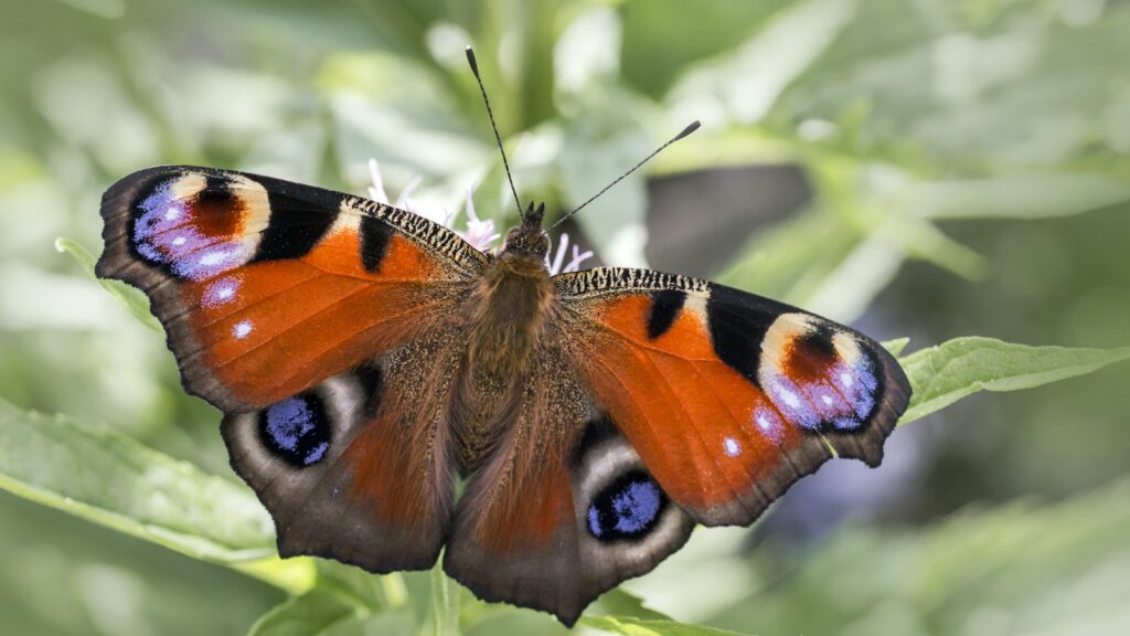 peacock butterfly perched on green leaf in close up photography during daytime