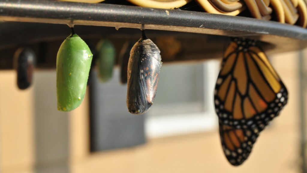 three pupas