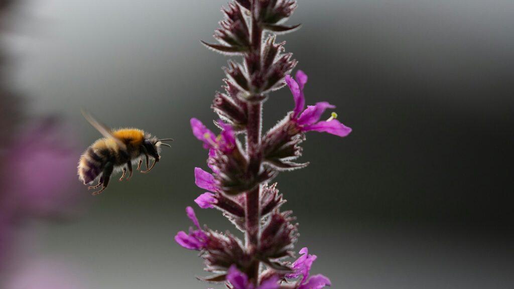 black and yellow bee on purple flower