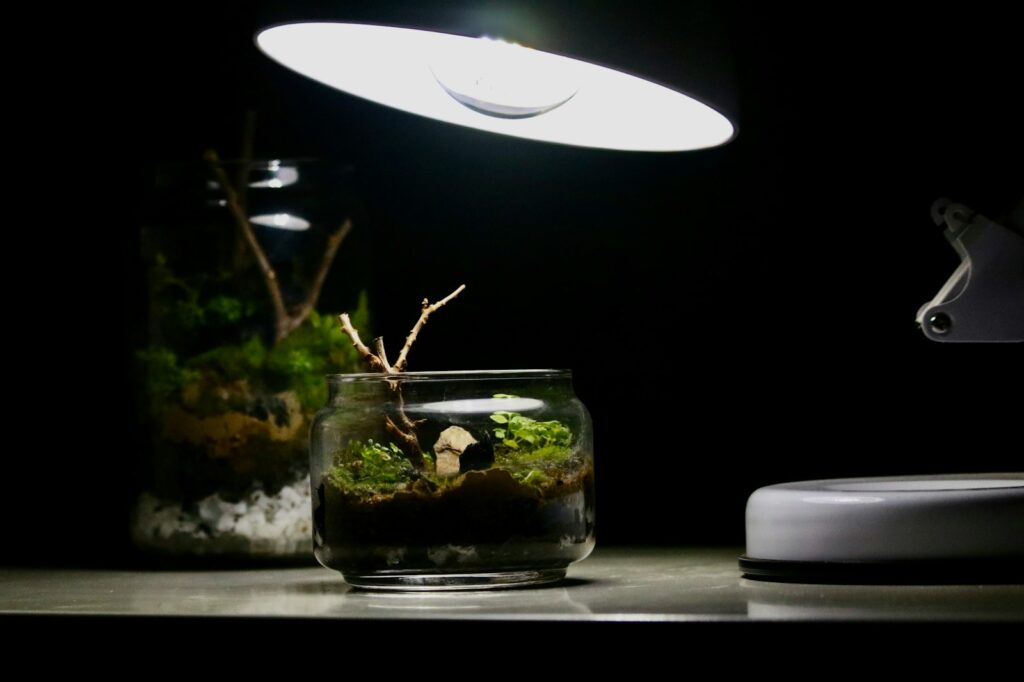 A small glass terrarium with plants inside