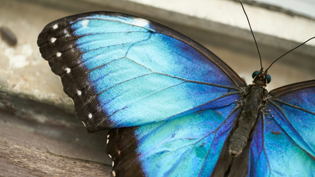 A blue butterfly sitting on a window sill