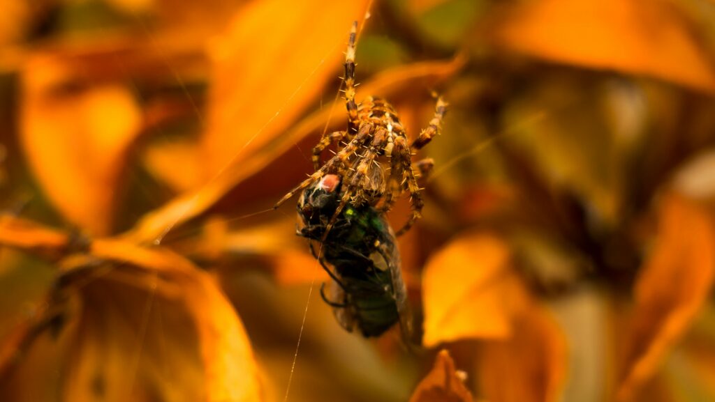 brown spider on brown leaf in close up photography during daytime