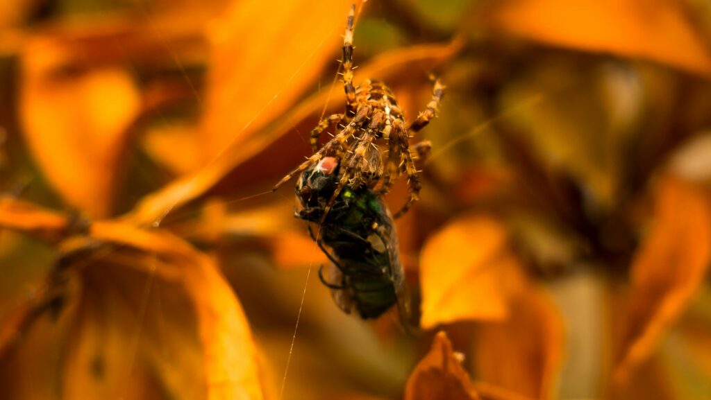 brown spider on brown leaf in close up photography during daytime