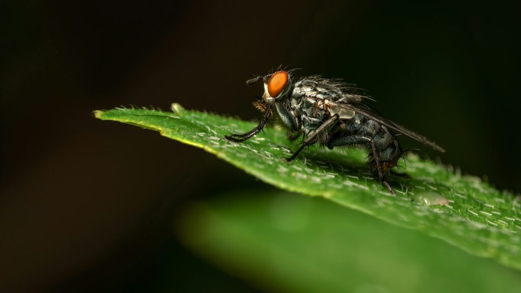 a fly sitting on top of a green leaf