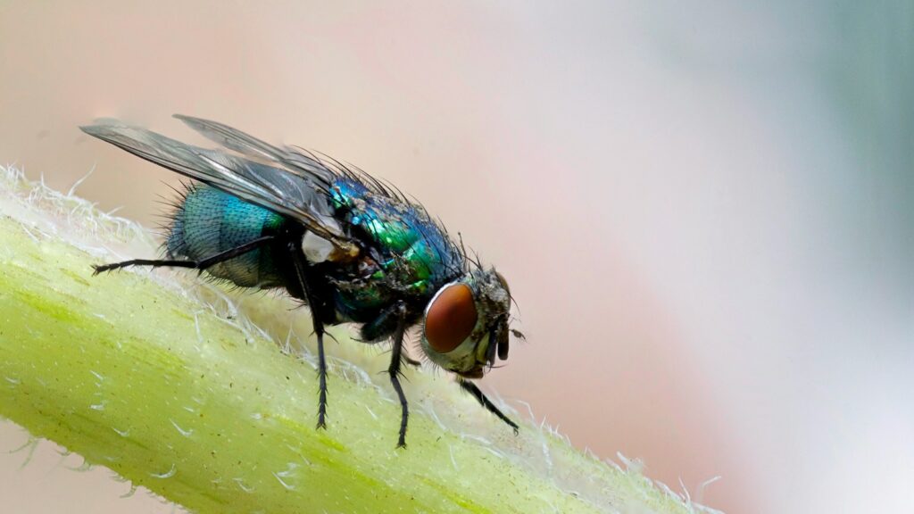 macro photograph of blue fly on plant's stem