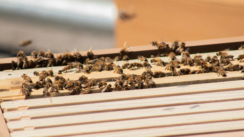 brown and black bee on white wooden board