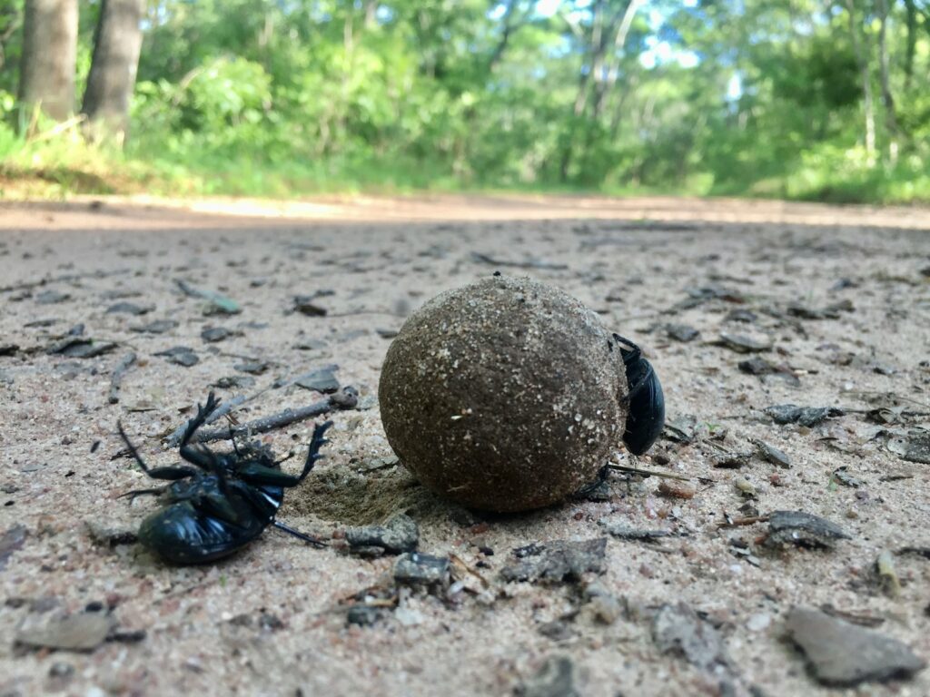 a dung beetle pushing dung in the middle of the road