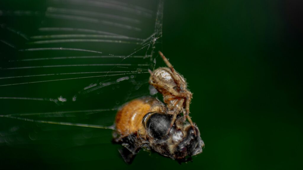 a close up of a spider on a web