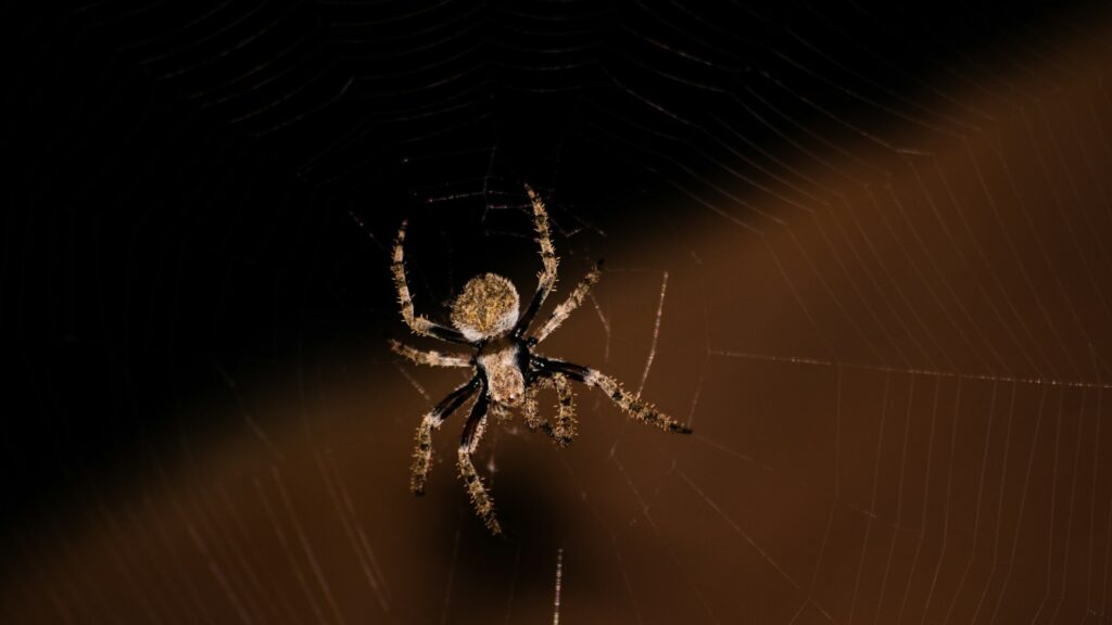 brown and black spider on web in close up photography