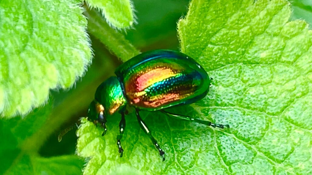 A colorful beetle sitting on top of a green leaf
